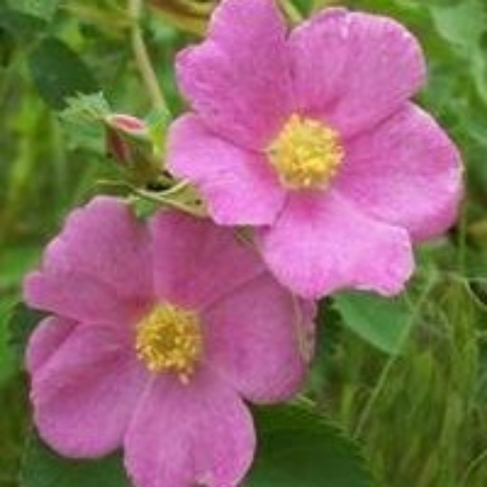 Meet your Posher, Ruth